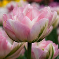 bulbi_de_lalele_286_6a834188-d3f5-4720-8c9d-7b72508e1167 - Fitza Florilor
