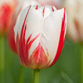 bulbi_de_lalele_303_5944bd86-4f3e-4676-87de-43ce45d7b4bf - Fitza Florilor