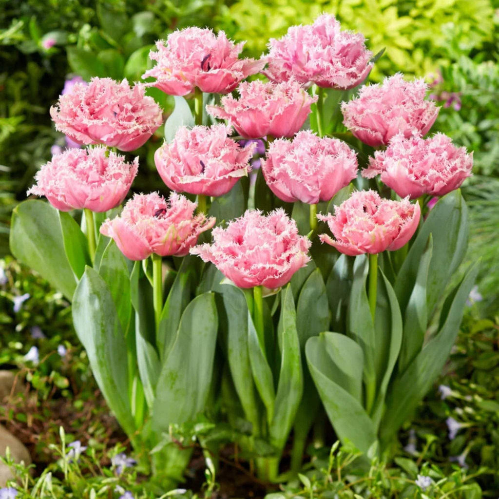 bulbi_de_lalele_313_0cb85f86-380c-49dd-8460-c17c23f3a39d - Fitza Florilor