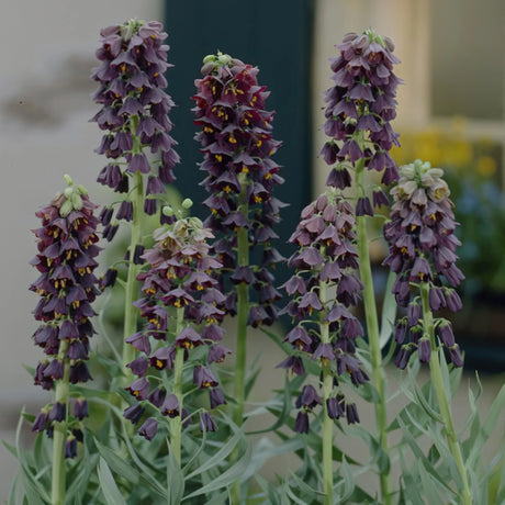 bulbi fritilaria 