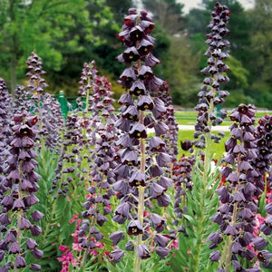 bulbi fritilaria 