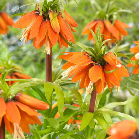 bulbi fritilaria 
