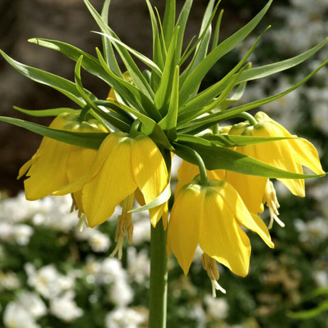 bulbi fritilaria 