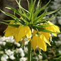 bulbi fritilaria 
