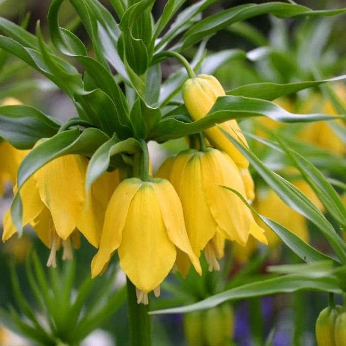 bulbi fritilaria 