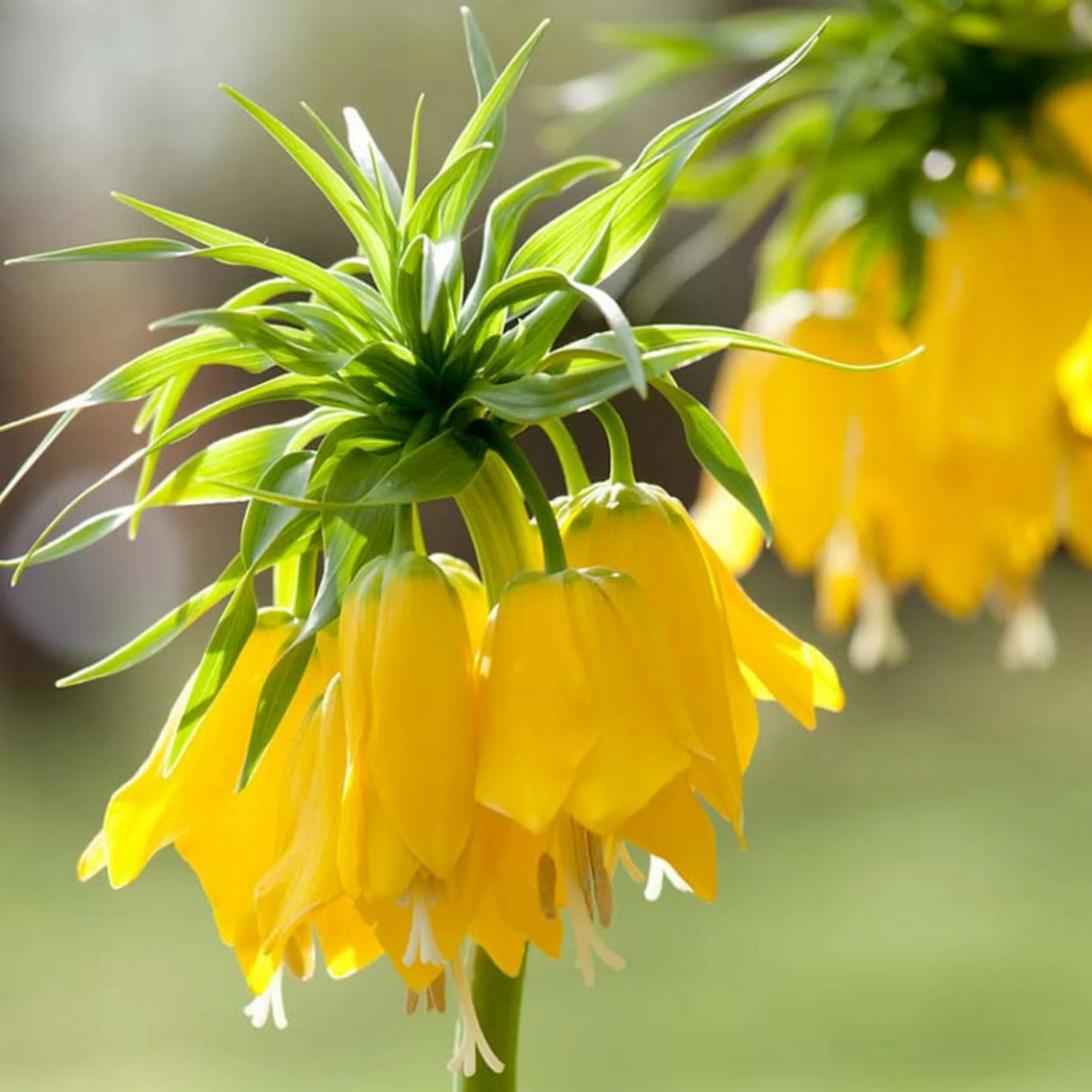 bulbi fritilaria 