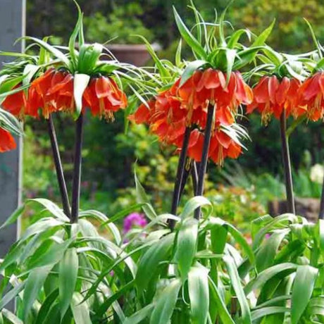bulbi fritilaria 