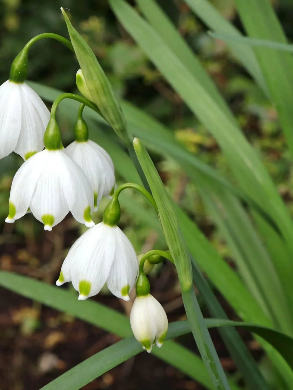 bulbi ghiocei de vara