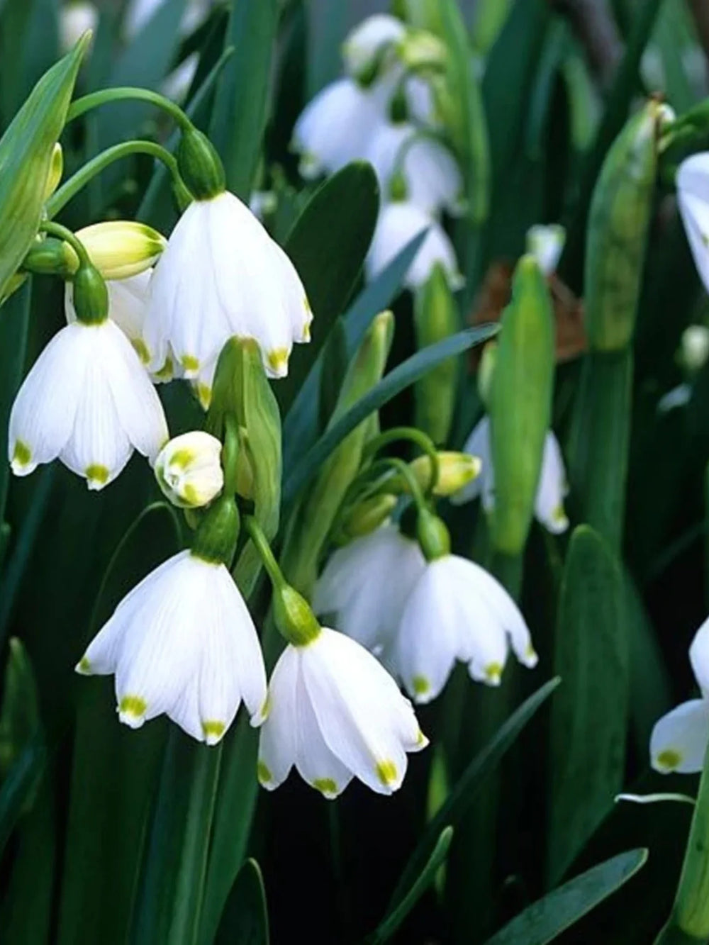 bulbi ghiocei de vara