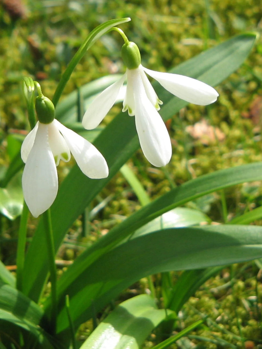 bulbi ghiocei galanthus 
