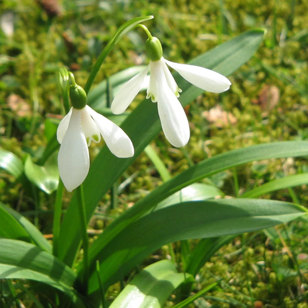 bulbi ghiocei galanthus 
