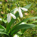 bulbi ghiocei galanthus 