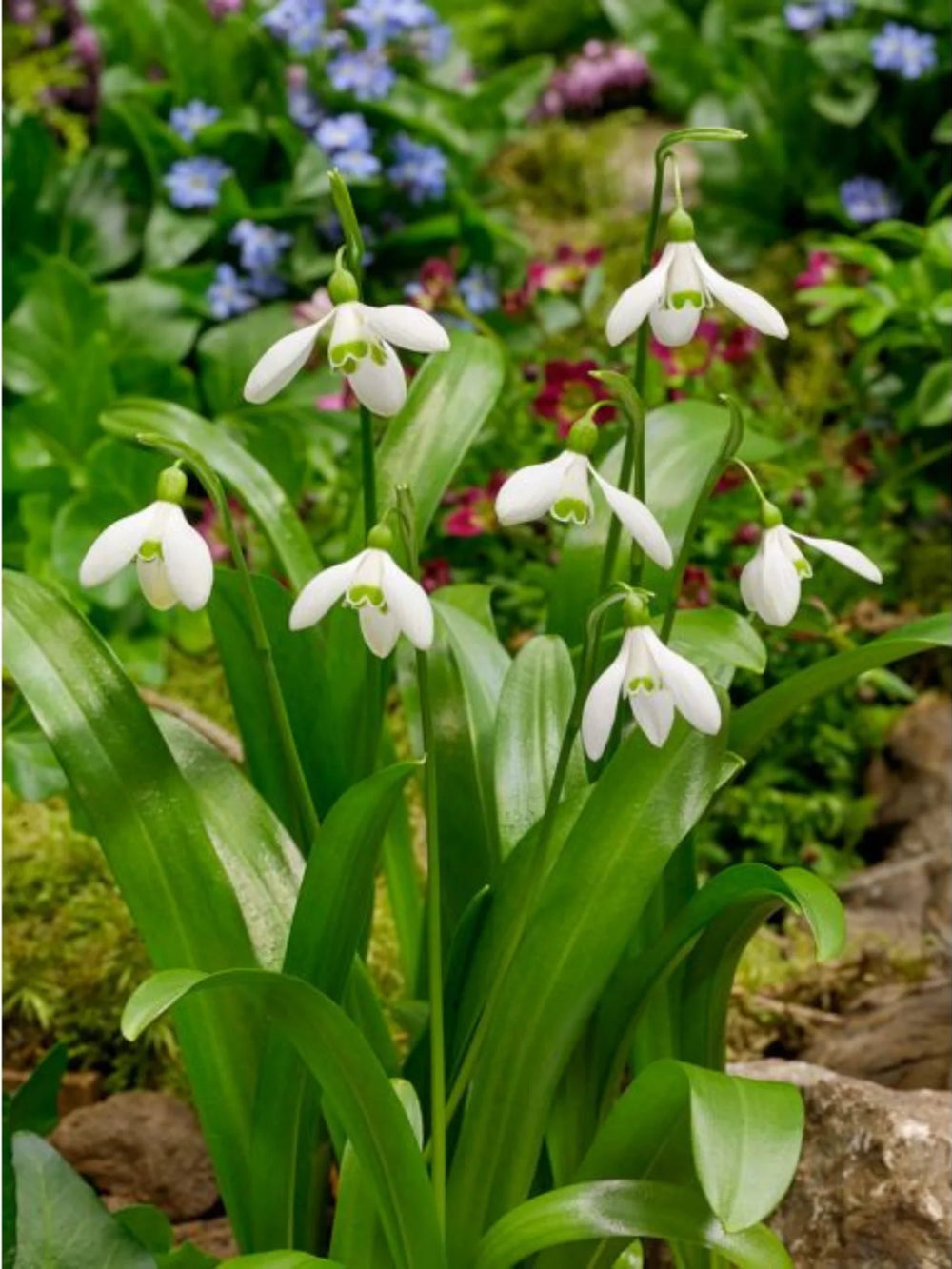 bulbi ghiocei galanthus 
