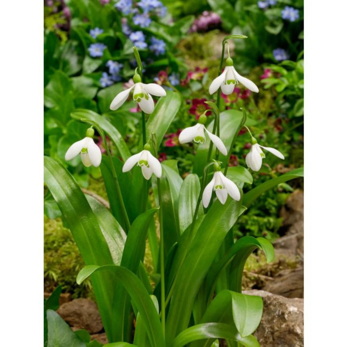 bulbi ghiocei galanthus 