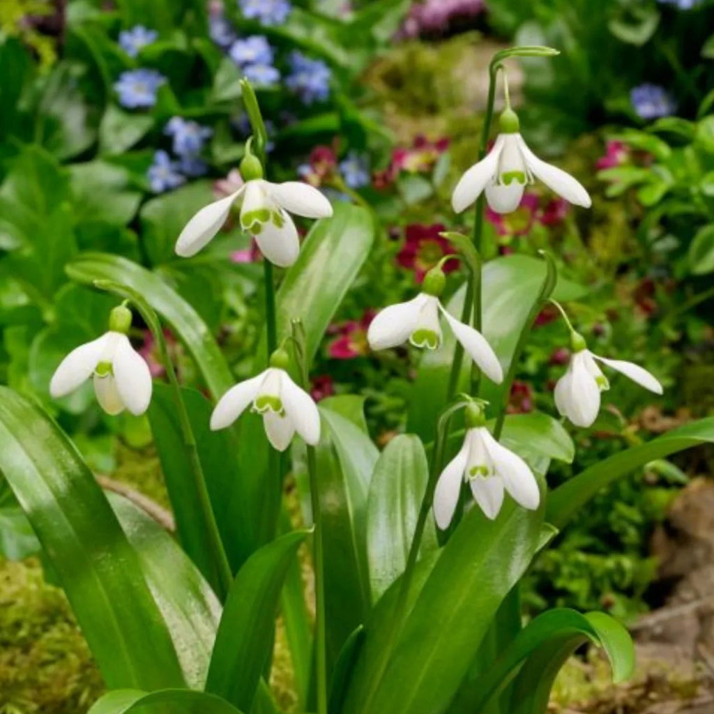 bulbi ghiocei galanthus 