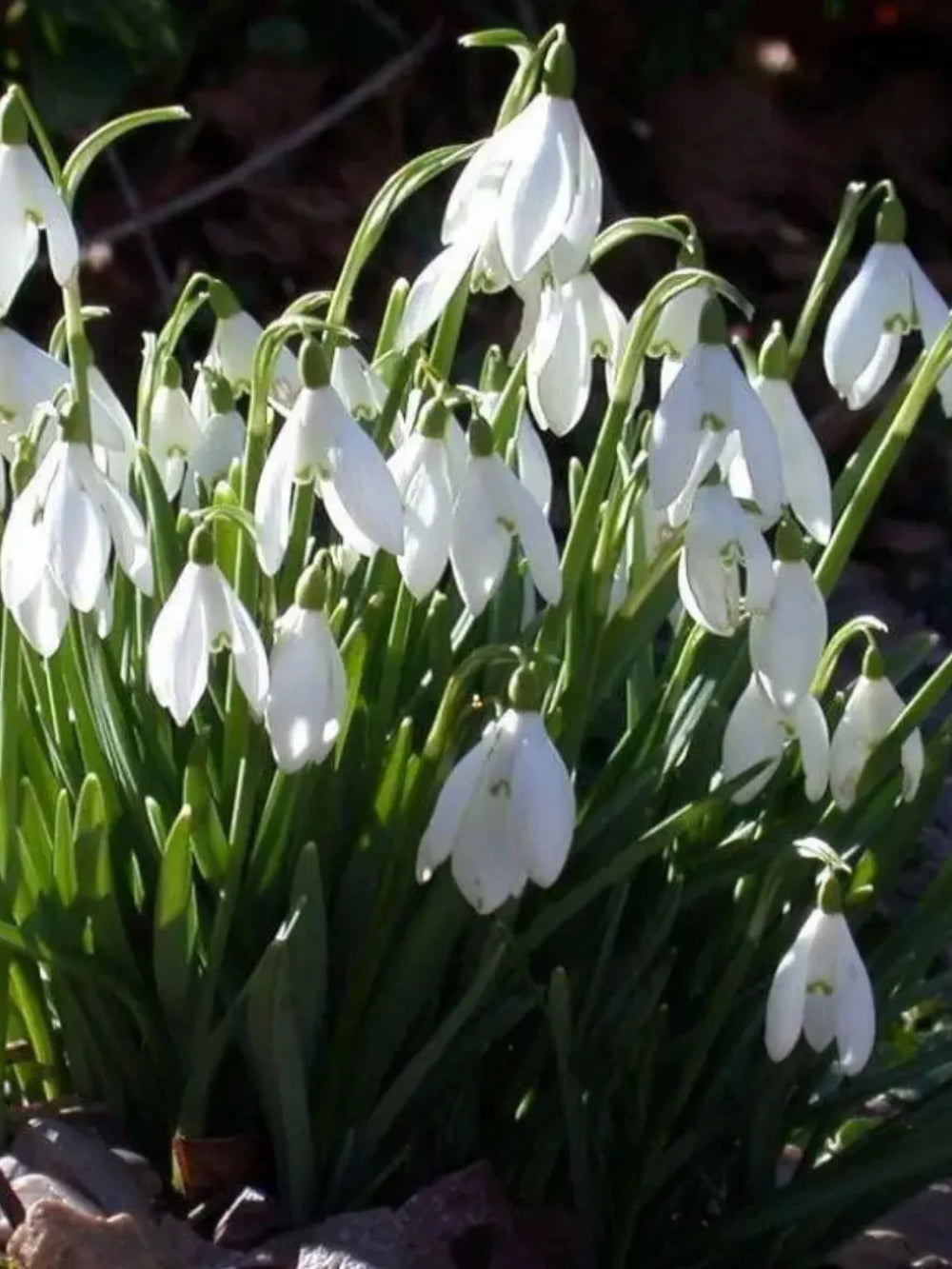 bulbi ghiocei galanthus 