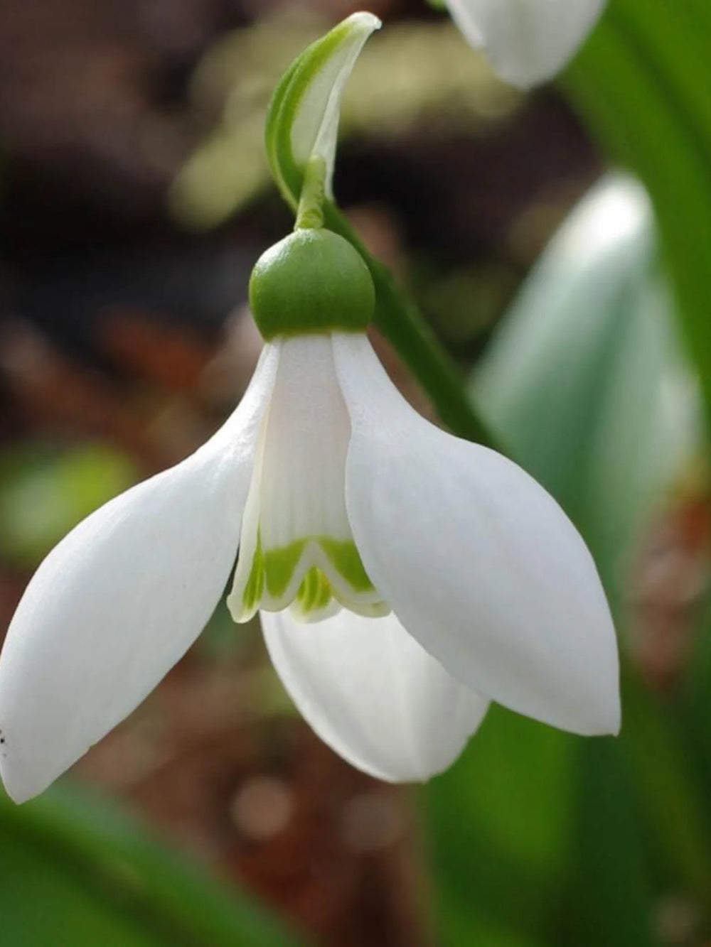 bulbi ghiocei galanthus 