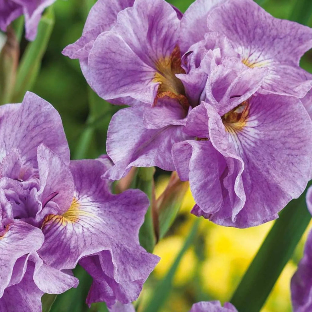 bulbi iris germanica1