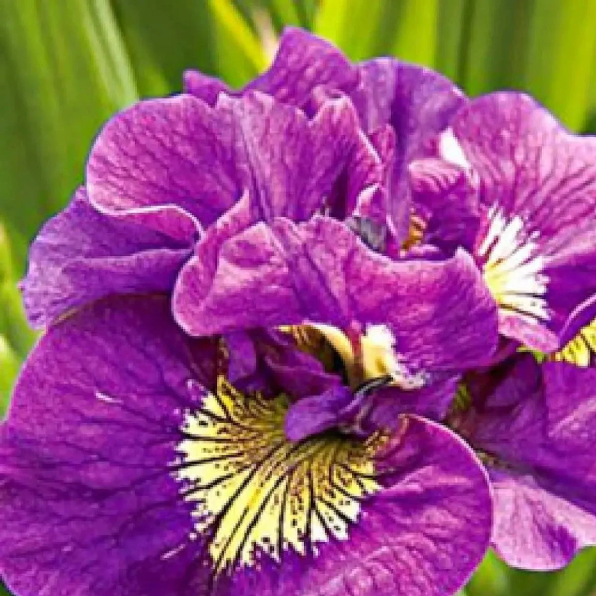 bulbi iris germanica10