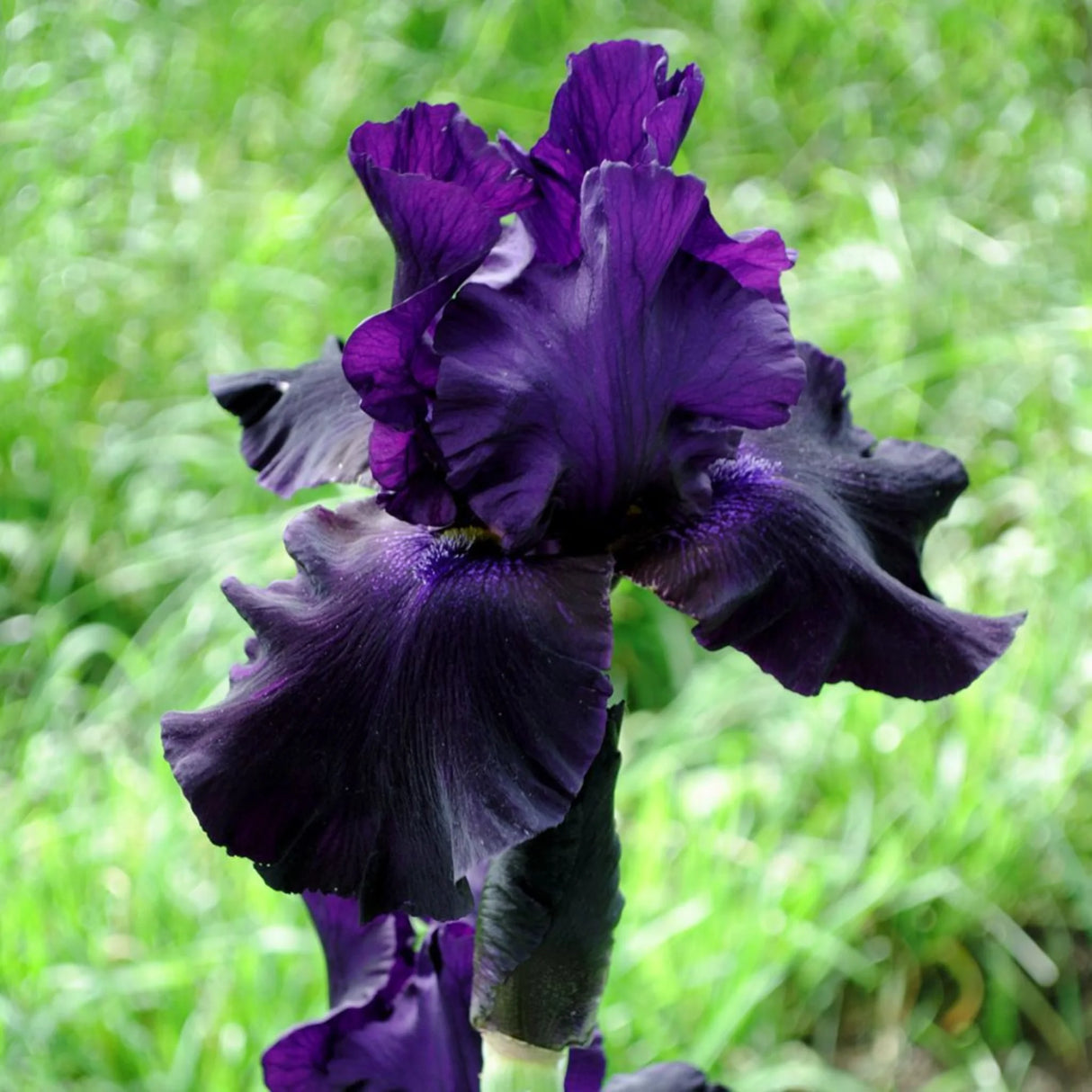 bulbi iris germanica100