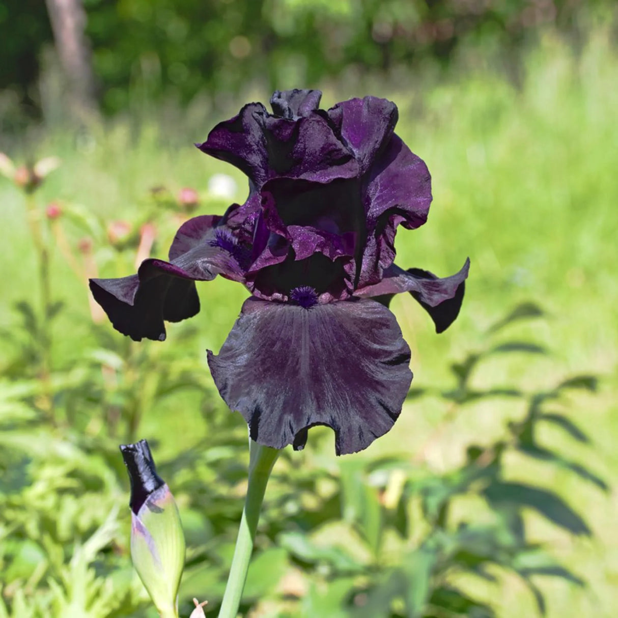 bulbi iris germanica101