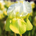 bulbi iris germanica102