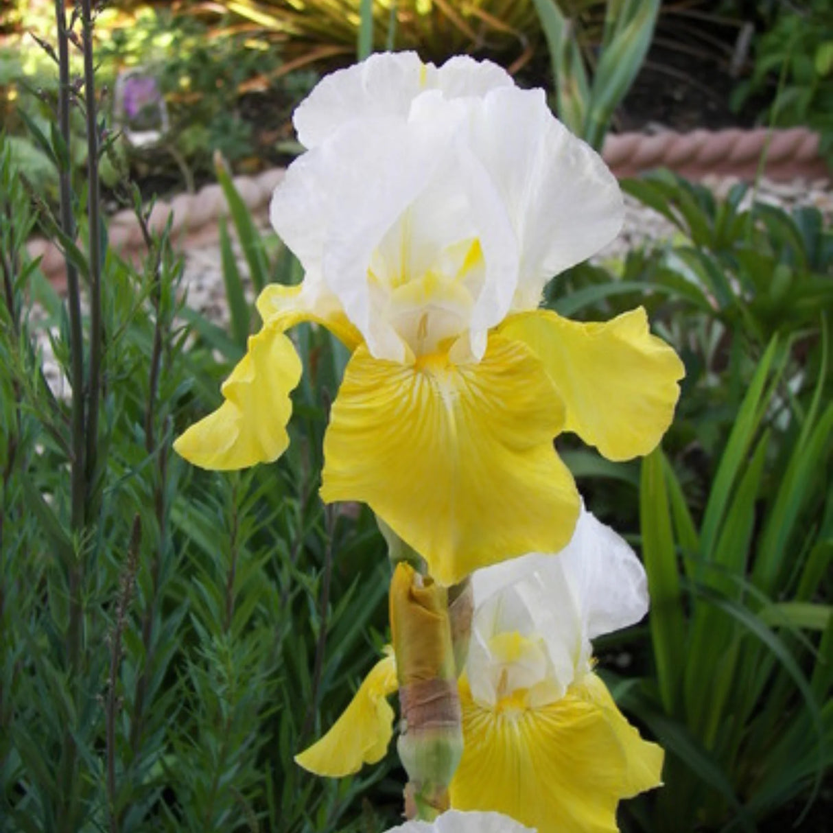 bulbi iris germanica103