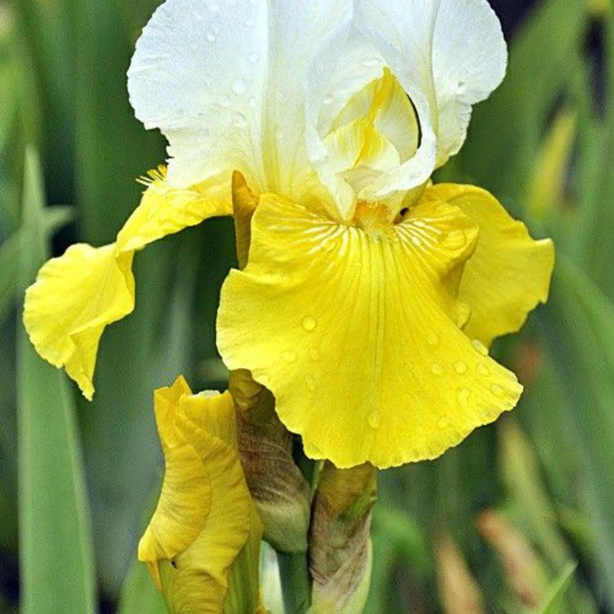 bulbi iris germanica104
