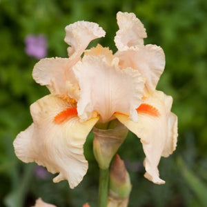 bulbi iris germanica105