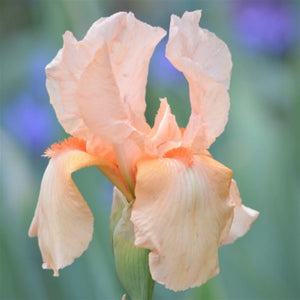 bulbi iris germanica106