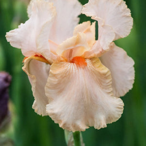 bulbi iris germanica107