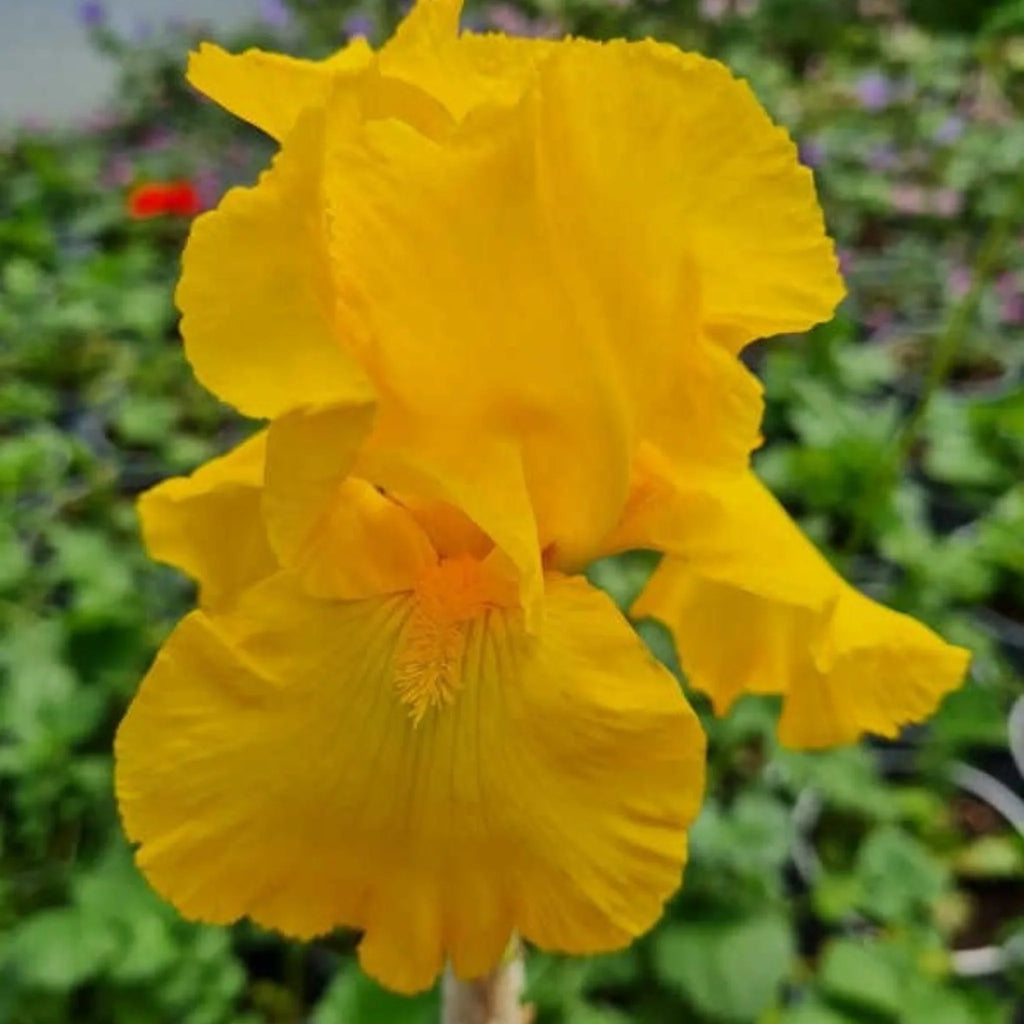 bulbi iris germanica110