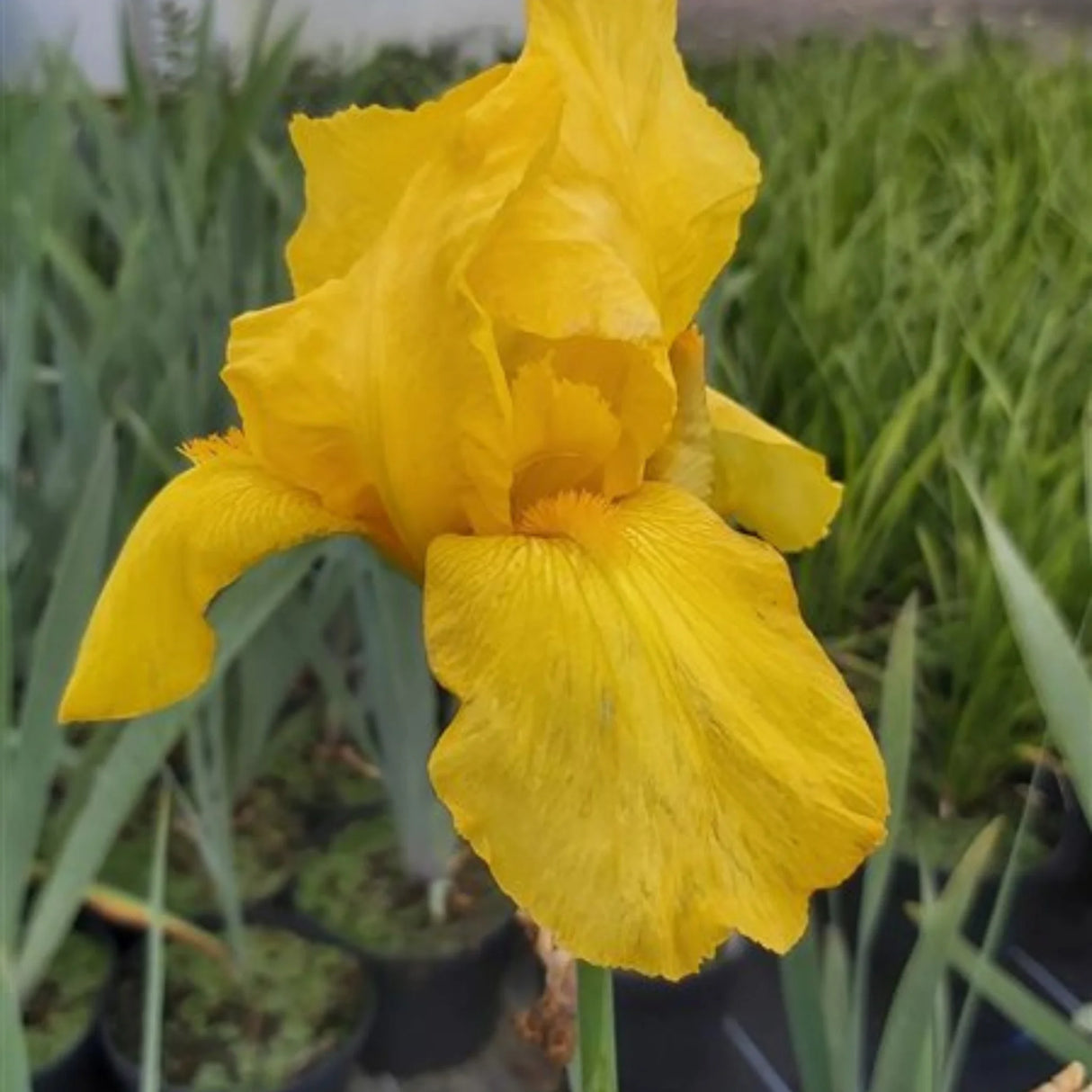bulbi iris germanica111