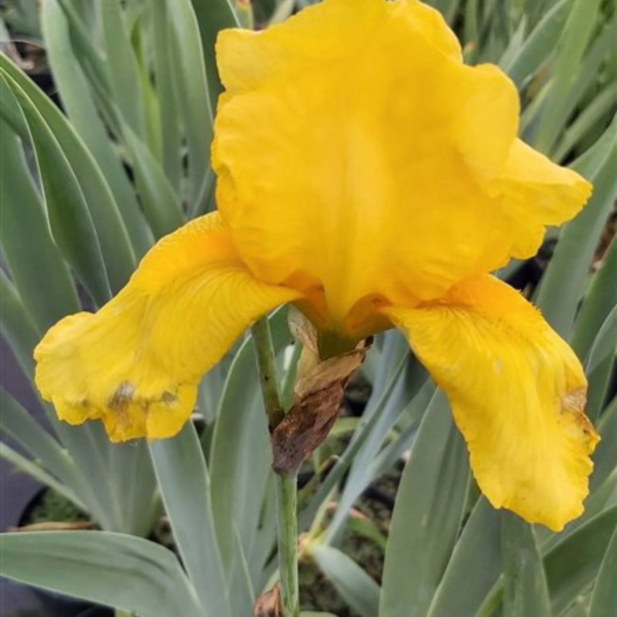 bulbi iris germanica112