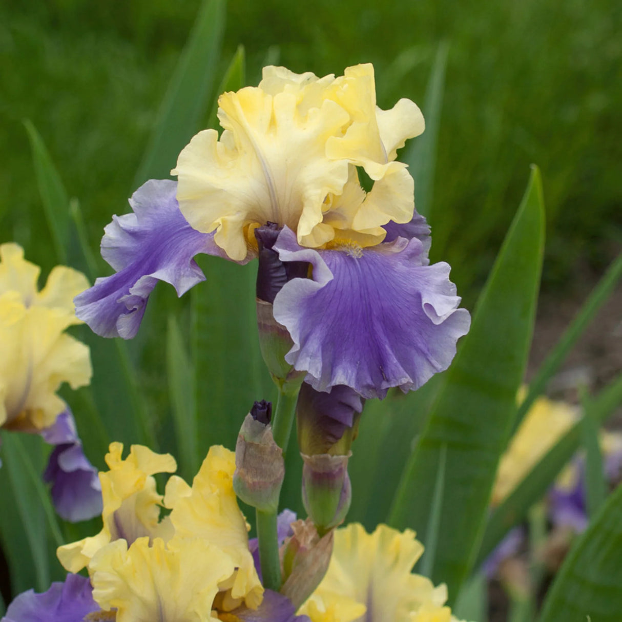 bulbi iris germanica115