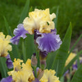 bulbi iris germanica115