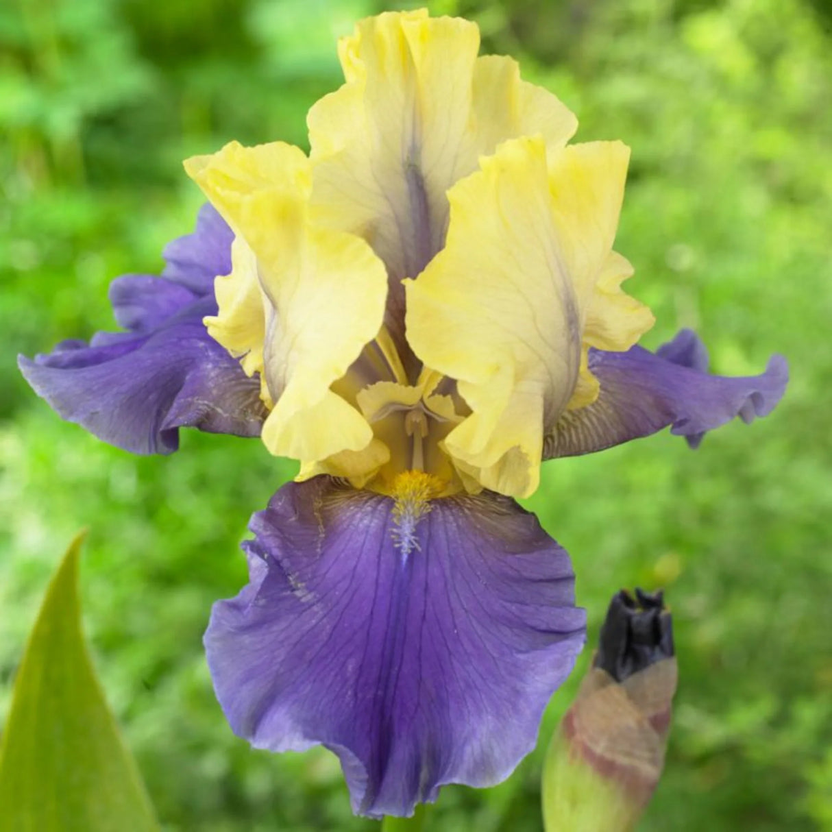 bulbi iris germanica116