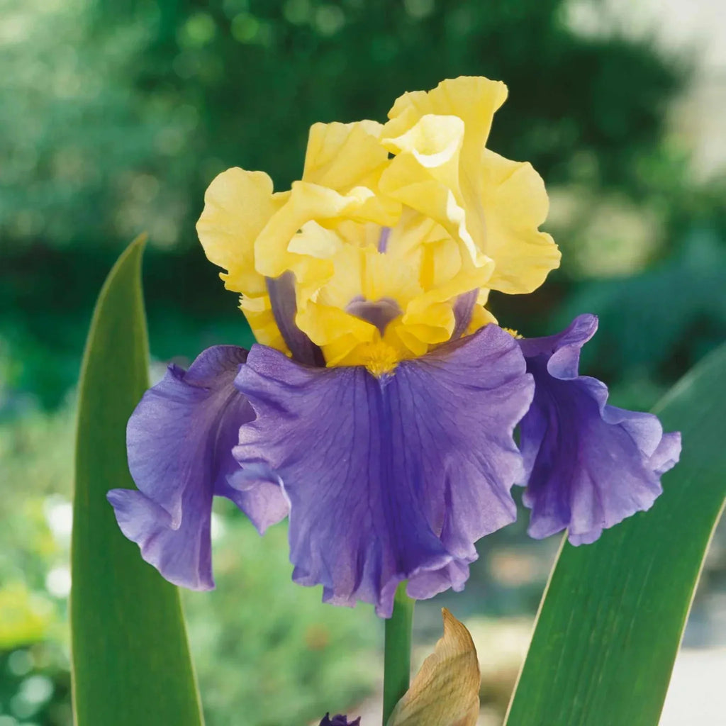bulbi iris germanica117