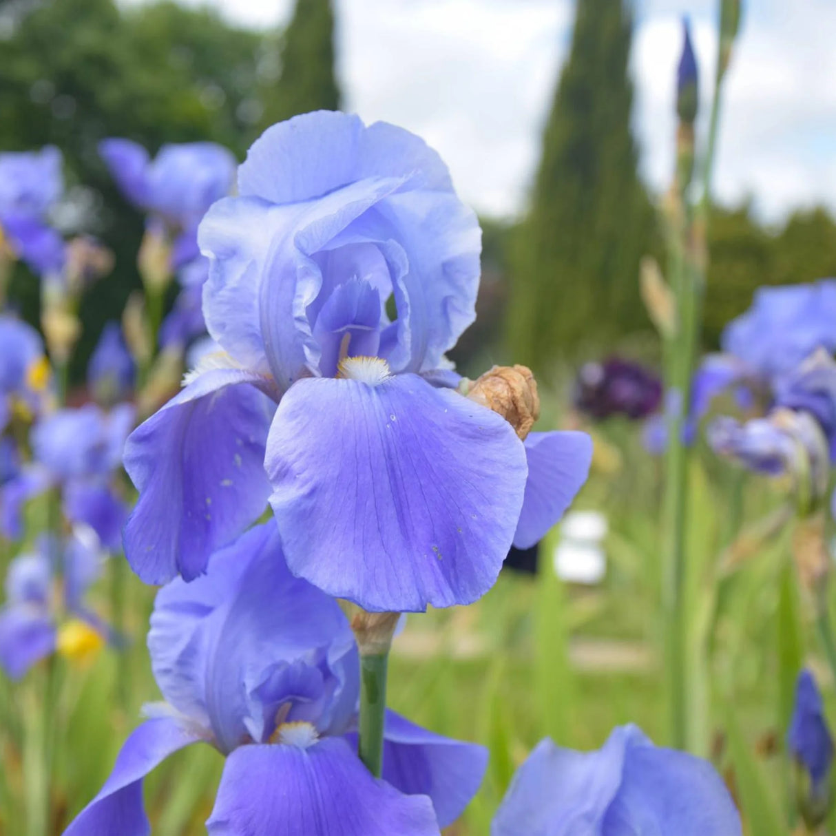 bulbi iris germanica119