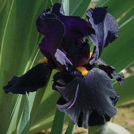 bulbi iris germanica121