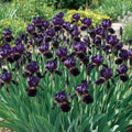 bulbi_iris_germanica121_855fd4f2-027f-4247-b6b0-133c7e242222 - Fitza Florilor