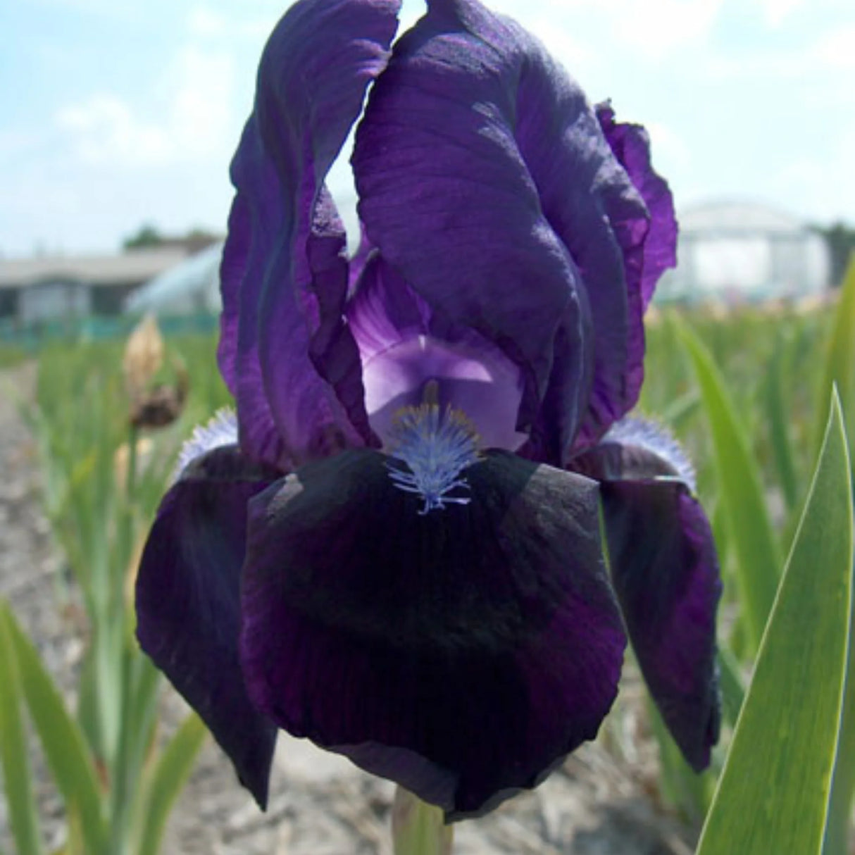 bulbi iris germanica122
