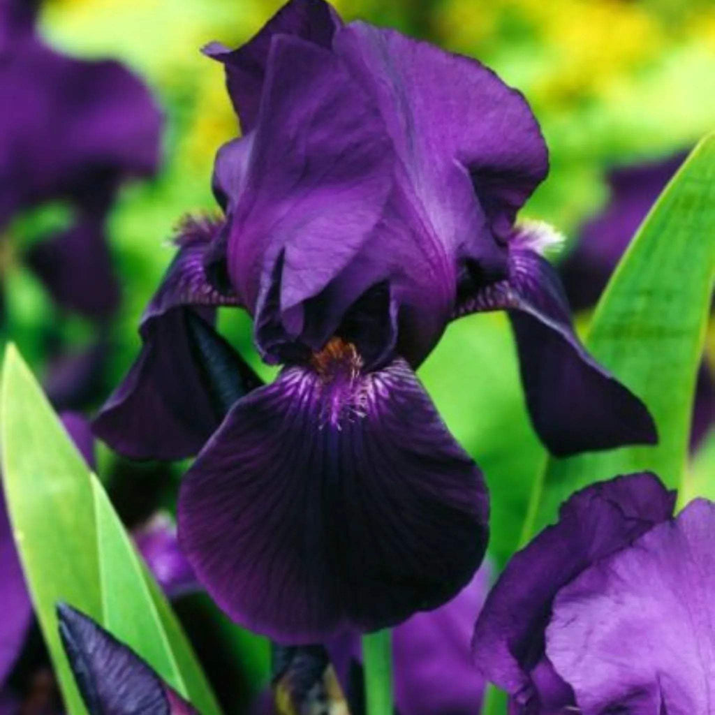 bulbi_iris_germanica123_d289b85e-acab-4e31-9329-ab79dcb41103 - Fitza Florilor