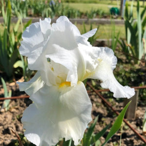 bulbi iris germanica126