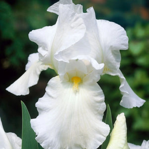 bulbi iris germanica127