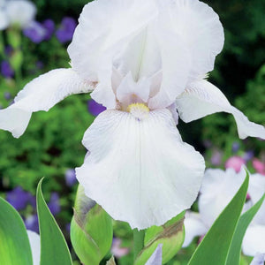 bulbi iris germanica128
