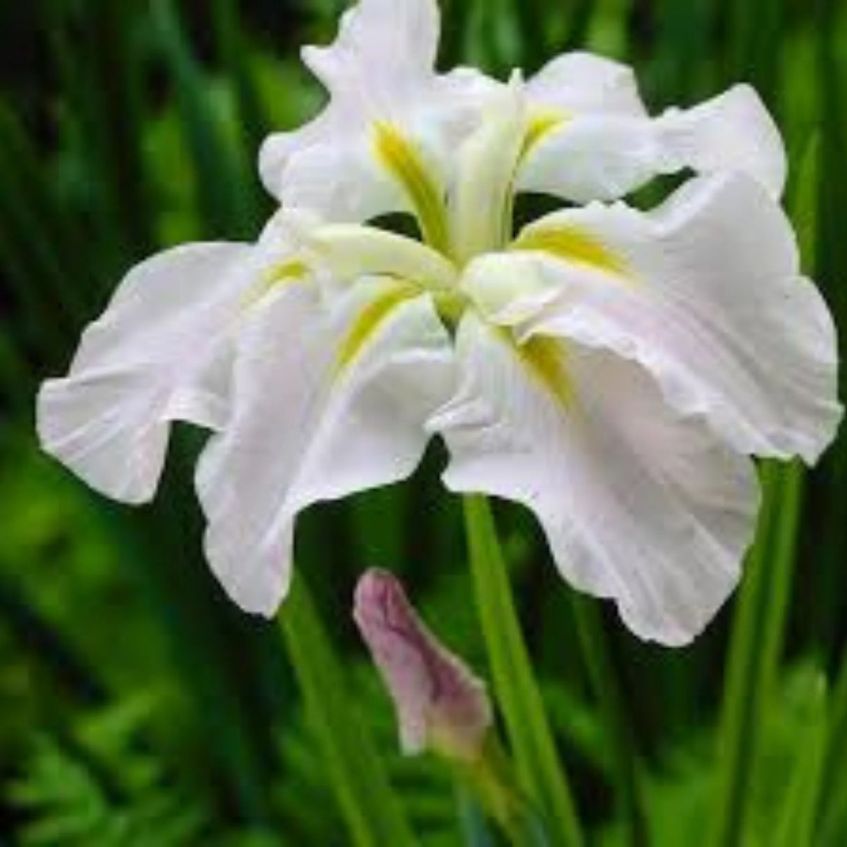bulbi iris germanica13