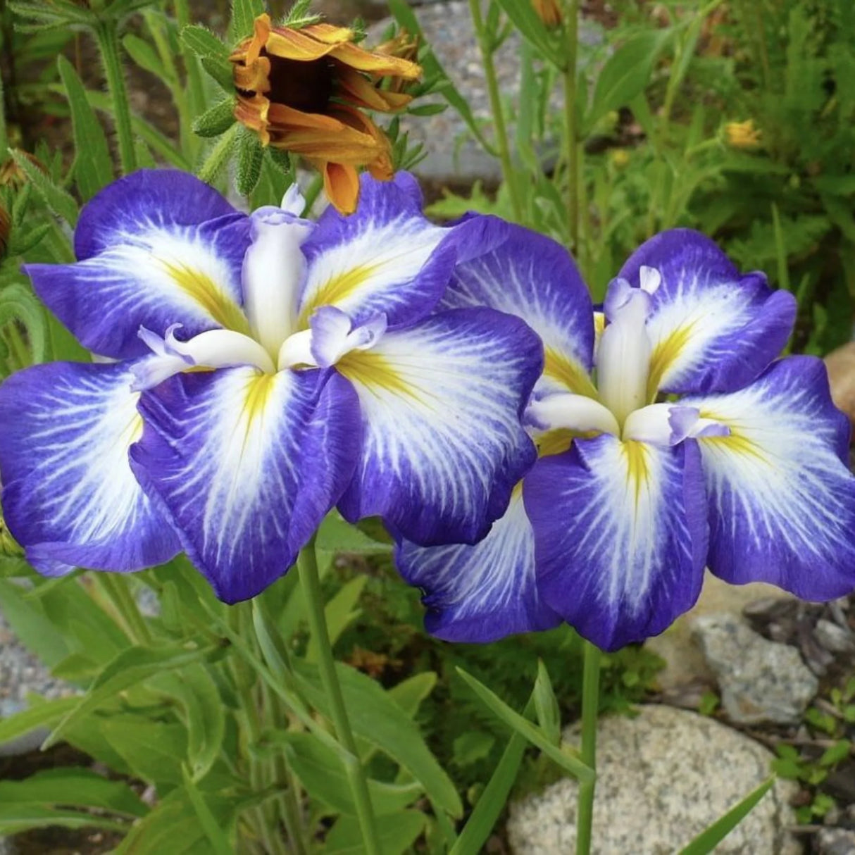 bulbi iris germanica17