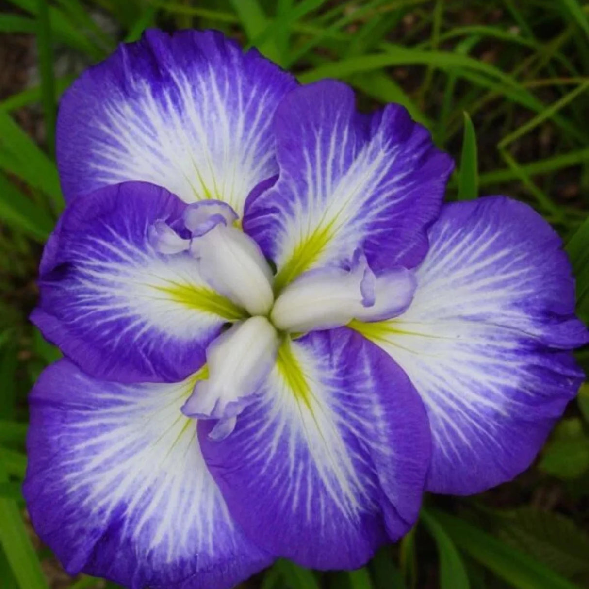 bulbi iris germanica18