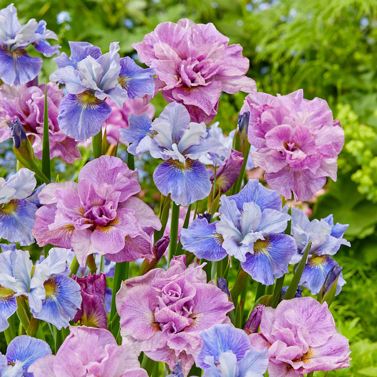 bulbi iris germanica2
